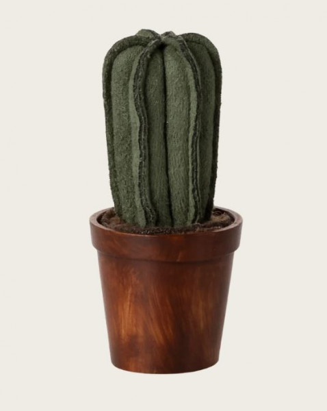Blumentopf mit Kaktus